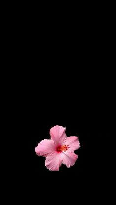 a pink flower is in the middle of a black background with space for an image