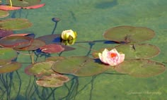 two pink water lilies floating on top of green leaves