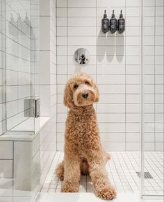 a brown dog sitting in the middle of a bathroom with white tiles on the walls