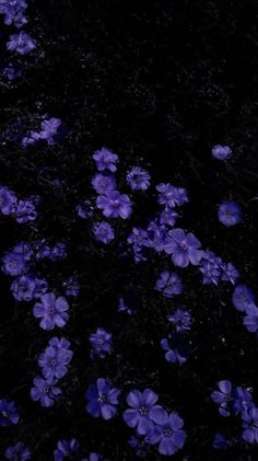 purple flowers are growing in the dark