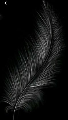 a black and white photo of a feather