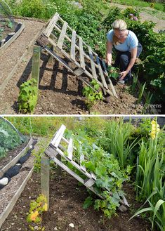 there are two pictures of the same person working in their garden, and one is tending to plants