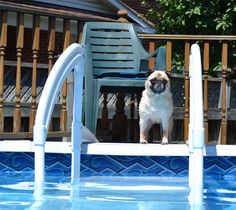 a small pug dog sitting on the edge of a pool next to a chair