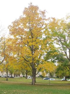 a large tree with yellow leaves on it in the middle of a grassy park area