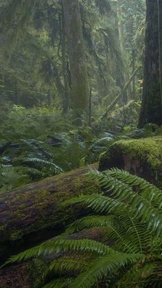 a lush green forest filled with lots of trees and moss growing on the side of it