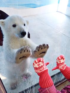 a polar bear standing on its hind legs in front of a window with mitts