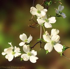 white flowers are blooming on a tree branch