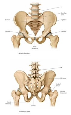 two views of the back and side of a human skeleton