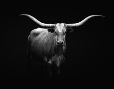 an animal with large horns standing in the dark