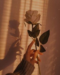 a person holding a white rose in front of a window with the sun shining on it