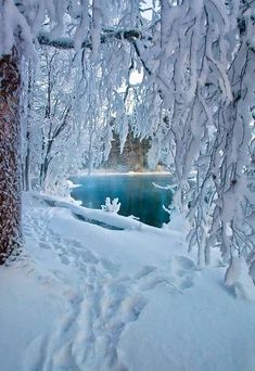 the trees are covered in snow and ice next to a body of water that is frozen