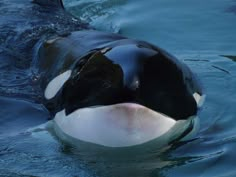 an orca whale is swimming in the water