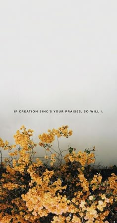 yellow flowers in front of a white wall with the words if creation sings your praise, so will i