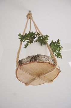 a potted plant hanging from a rope