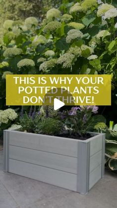 this is why your potted plants don't have to be planted in containers