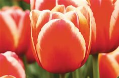 an image of many orange tulips in the field