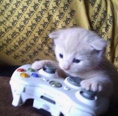 a kitten is playing with a video game controller