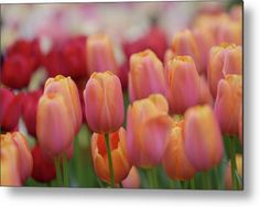 many red and yellow tulips are in the field metal print by panoramic images