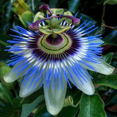 a blue and white flower with green leaves