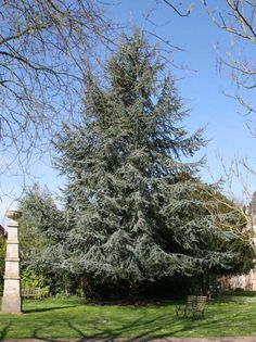 a tall tree sitting in the middle of a lush green park next to a stone pillar