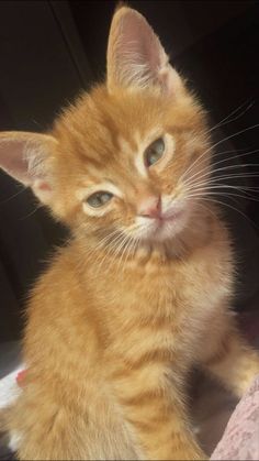 a small orange kitten sitting on top of a bed