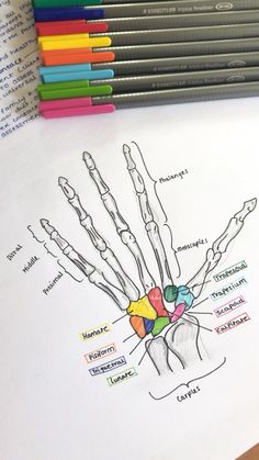 a drawing of the bones and hands with colored pencils next to it