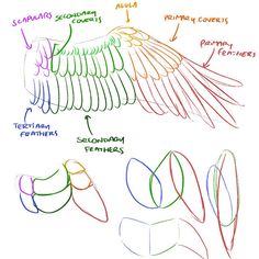 an eagle's wings are labeled in different colors