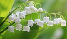 white flowers with green leaves in the background