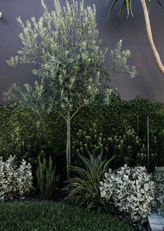 an olive tree stands in the middle of a garden with white flowers and green foliage