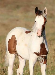 a brown and white horse standing on top of a grass covered field