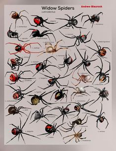 a poster with many different types of spider's