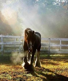 a brown horse standing on top of a lush green field