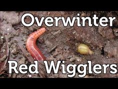 red wigglers crawling on the ground with words overwinter and an image of a worm