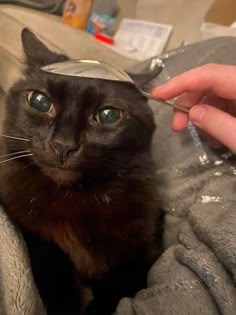 a black cat wearing a hat while being petted by someone