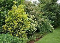 a row of trees and bushes in a garden