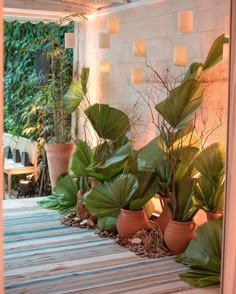 there are many potted plants on the floor next to each other in this room