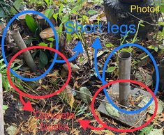 an image of some plants growing out of the ground with arrows pointing to them that point in different directions