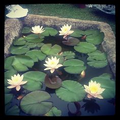 water lilies are floating in the pond