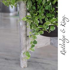 a potted plant sitting on top of a wooden bench