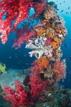 an underwater view of corals and seaweed on the bottom of a ship wreck