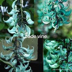 three pictures of blue flowers with the words jade vine