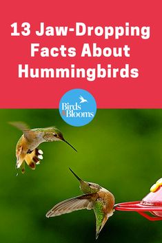 two birds flying next to each other in the air with text that reads, 13 jaw - dropping fact about hummingbirds