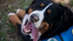 a close up of a dog laying on the ground with its mouth open and tongue out