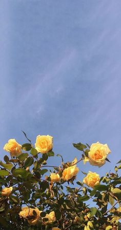 yellow roses are blooming in the sun on a clear day with blue skies behind them