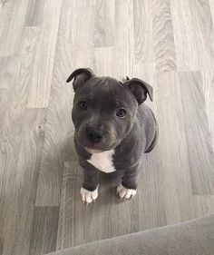 a gray and white pitbull puppy sitting on the floor looking at the camera