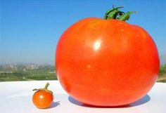 a large tomato sitting on top of a white table