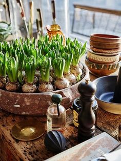 a potted plant sitting on top of a wooden table