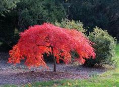 a red tree in the middle of some bushes