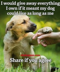 "SHARING" Neighbours Quotes, Dog Illnesses, Must Love Dogs, Pet Stuff, Animal Quotes, Dog Quotes