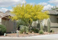 a yellow tree in front of some houses